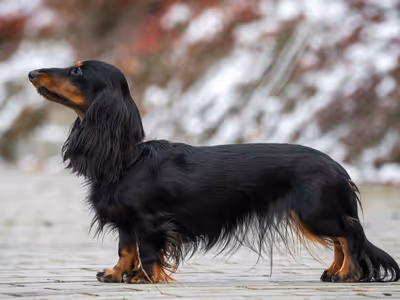 Artemis Adele Perro Largo