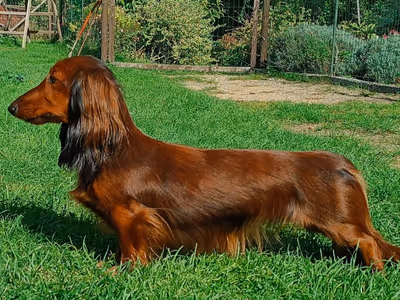 Daenerys Alfa Samuel