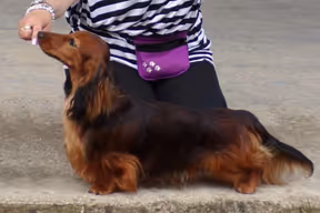 Felix Fox s Berega Lena