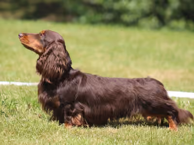 Guido Sweet Dreamer Immageris (FCI)