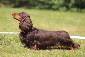 Guido Sweet Dreamer Immageris (FCI)