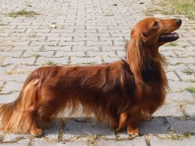 Shalamoun Elimar Doubrava