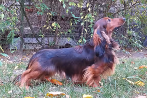 King's Cross Tarantela.Rus